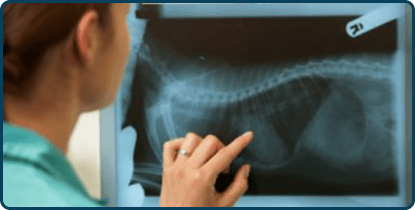 Digital Pet X-Rays