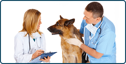 Pet Wellness Examination