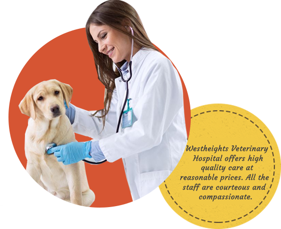 Comprehensives-Pet-Medical-Care-Services-in-Kitchener