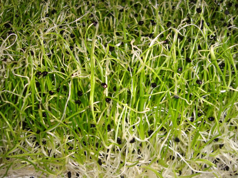 baby-onions-sprouts2-800x600